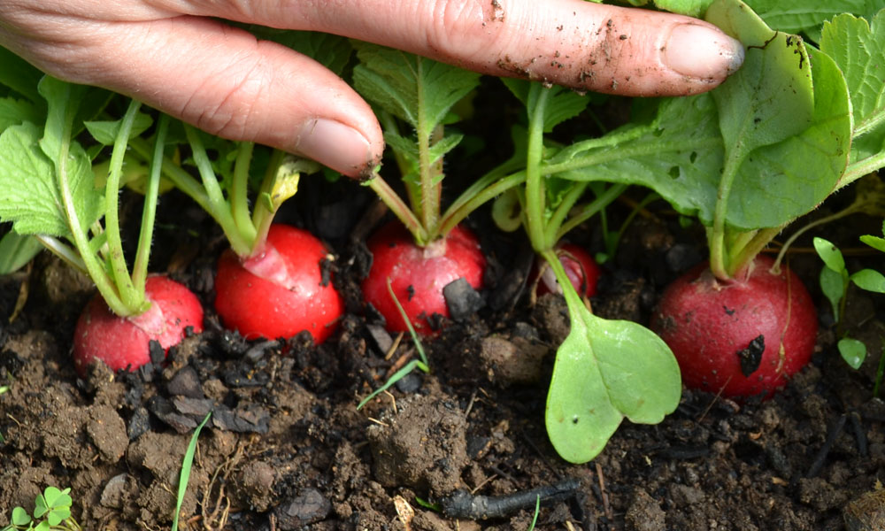 radishes