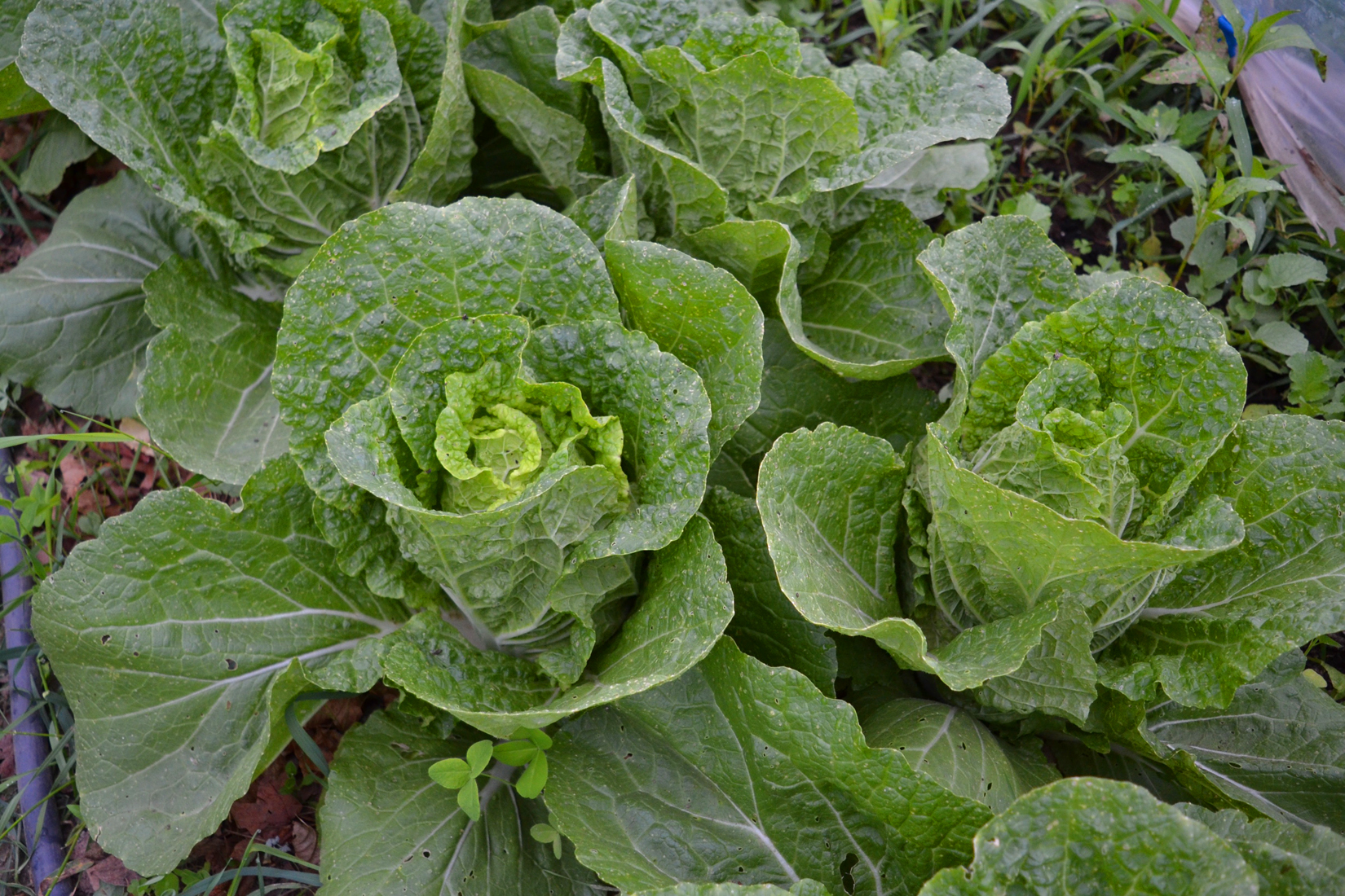 napa cabbages at We Grow LLC