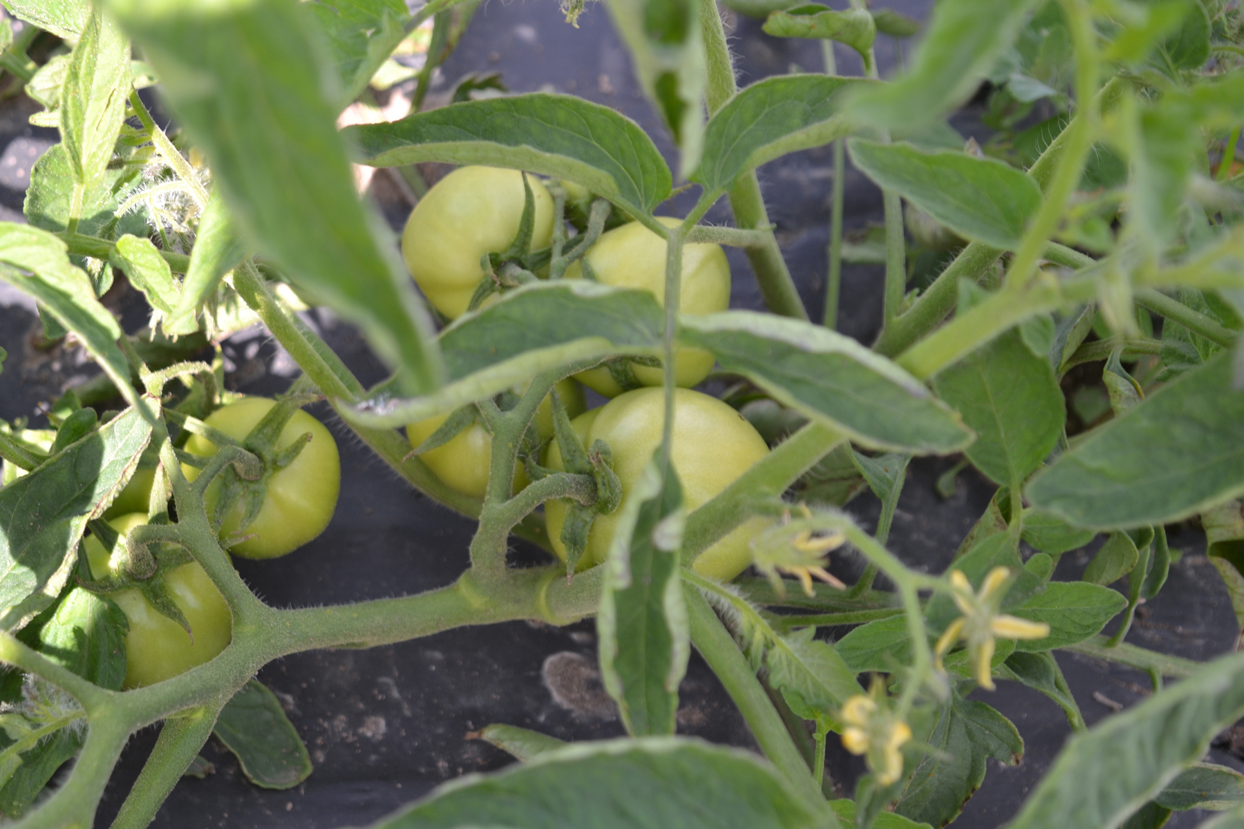 Green Tomatoes at We Grow LLC