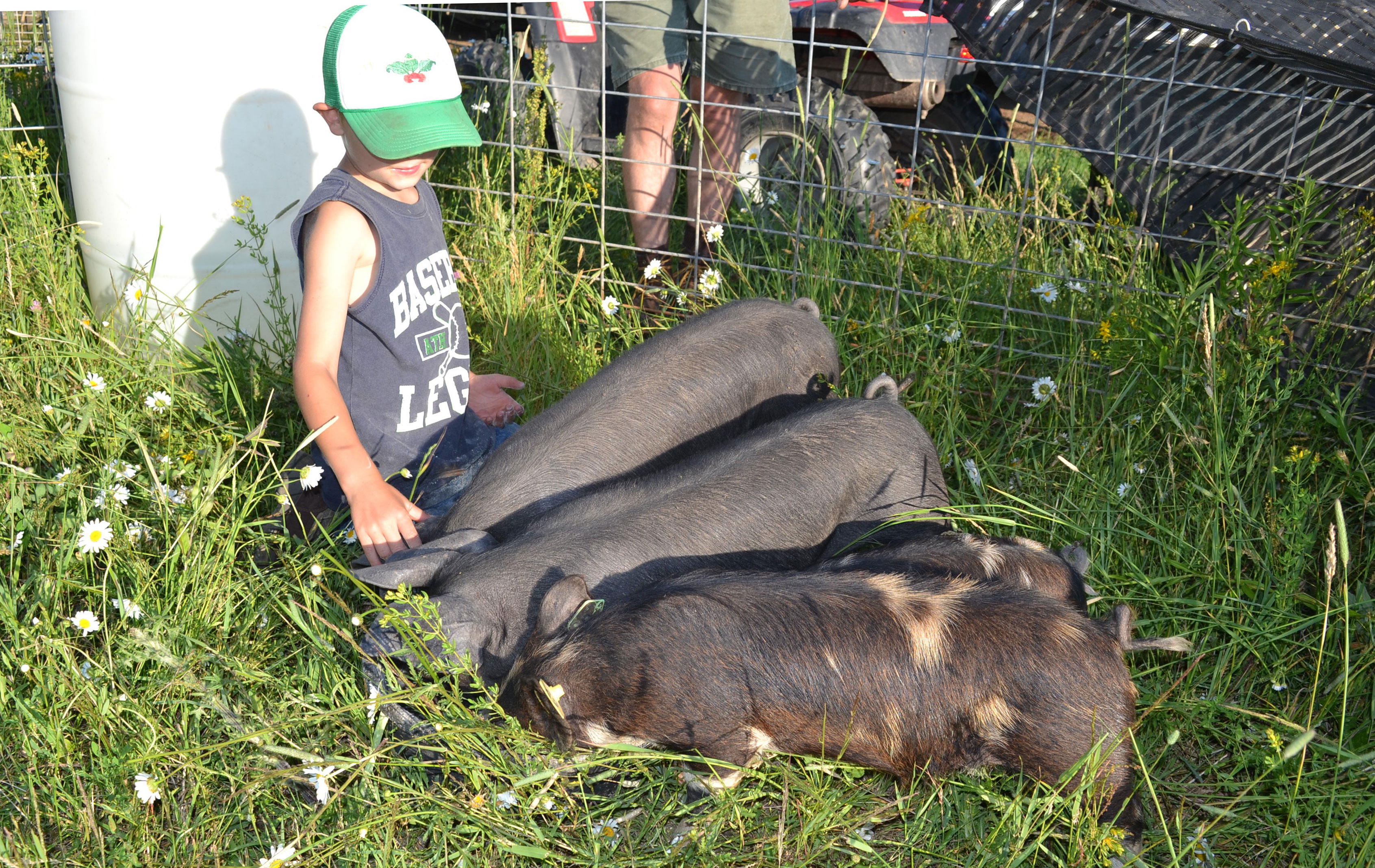 Idaho Pasture Pigs and Large Black Hogs