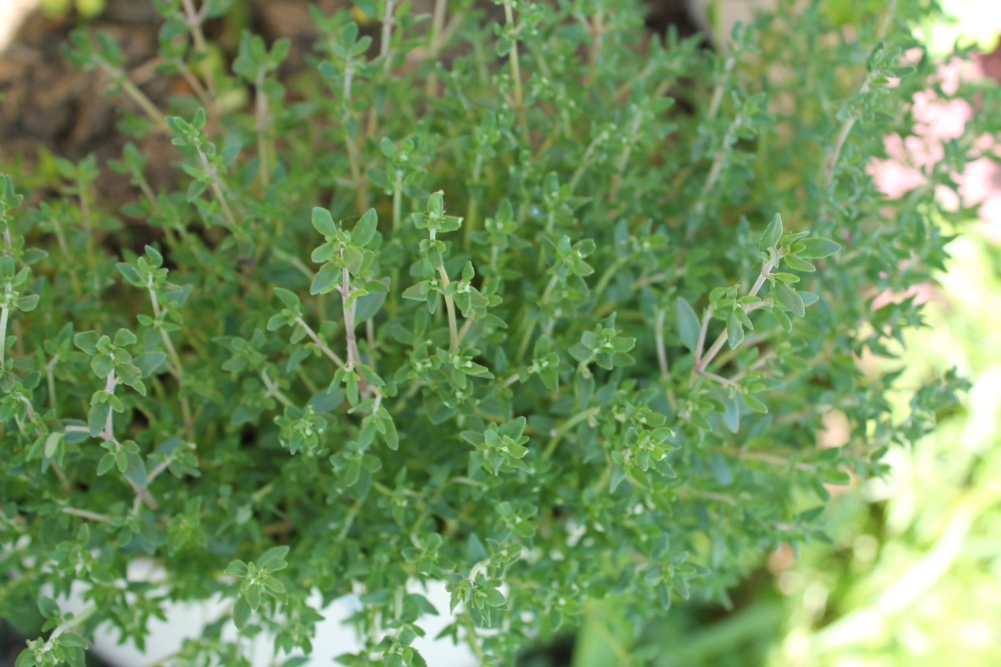 Thyme – herbs at We Grow