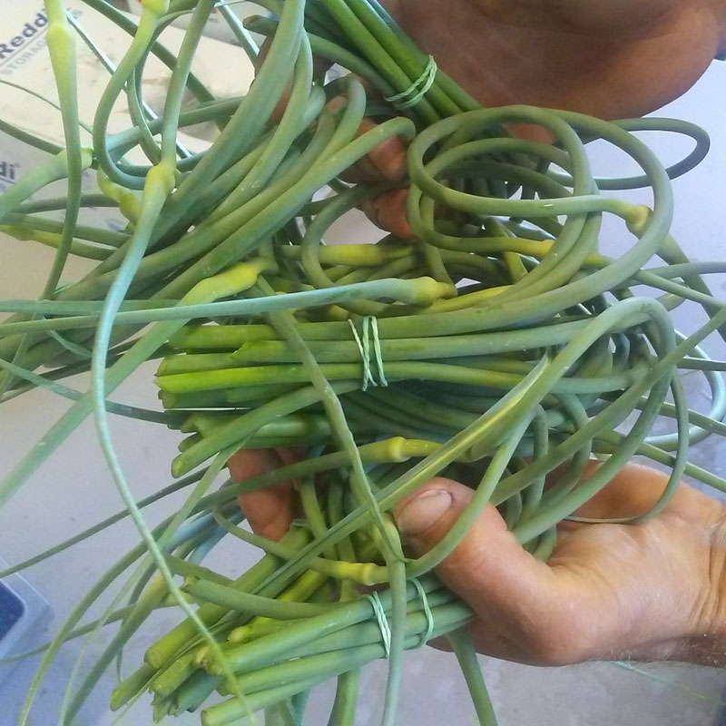 Green Garlic - Garlic Scapes - The Land Connection