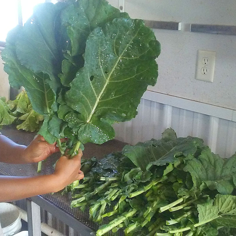 https://wegrowfoods.com/store/wp-content/uploads/2020/09/collards.jpg