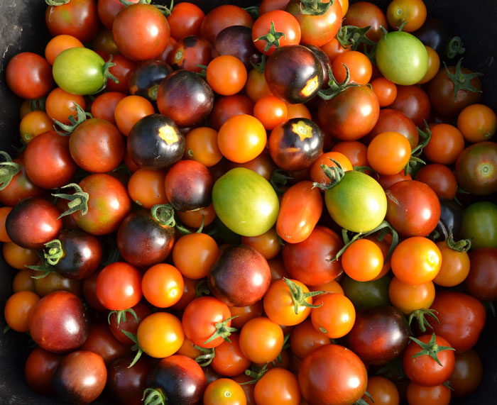 Artisan Cherry Tomatoes at We Grow LLC